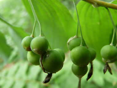 Fruits en forme de baie de couleur bleu sombre à maturité. Agrandir dans une nouvelle fenêtre (ou onglet)